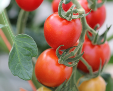 Mountain Magic Hybrid Tomato Seeds